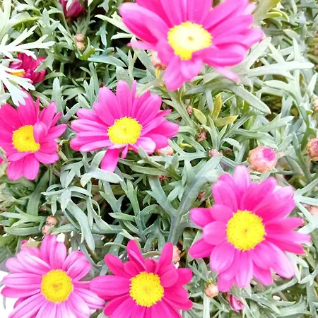 Casa Il Vicolo Cinque Terre Apartment