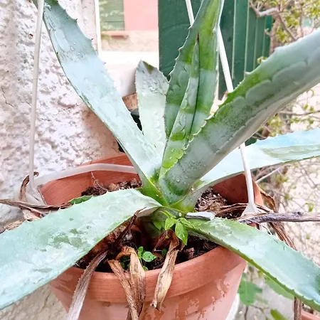 Appartamento Casa Il Vicolo Cinque Terre