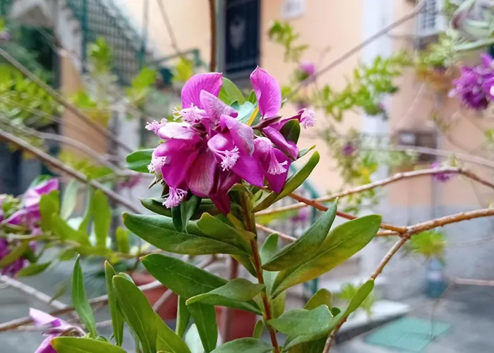 Апартаменти Casa Il Vicolo Cinque Terre